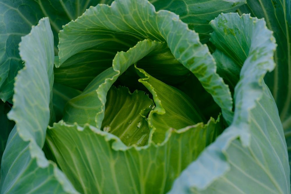 Benefits Of Cabbage That Will Make This Vegetable Your Favor